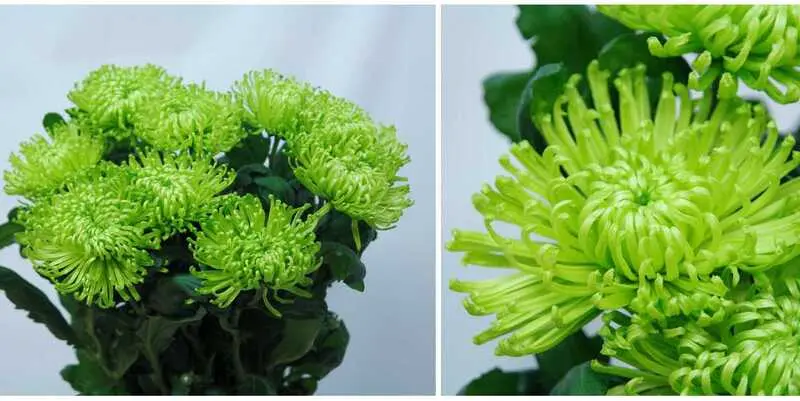 Анастасия Зелёная