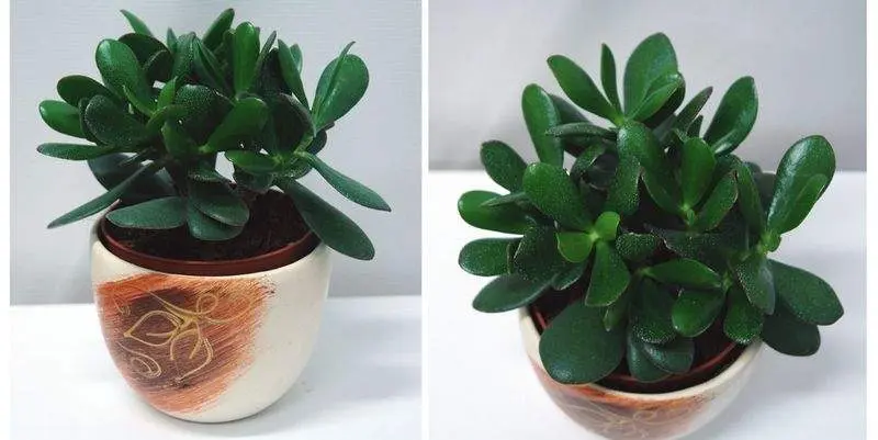 Крассула Меджикал три Д12