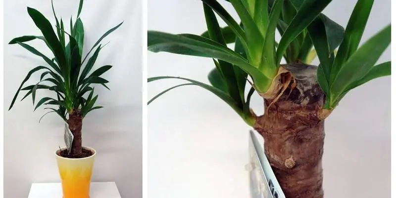 Юкка 1 ст. Д12 Н55